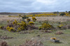 View towards the arrow. There is a light green patch near the skyline. The arrow is in the gorse bushes just to the right of this.
