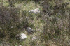 Fragments of concrete, possibly from inert bombs.